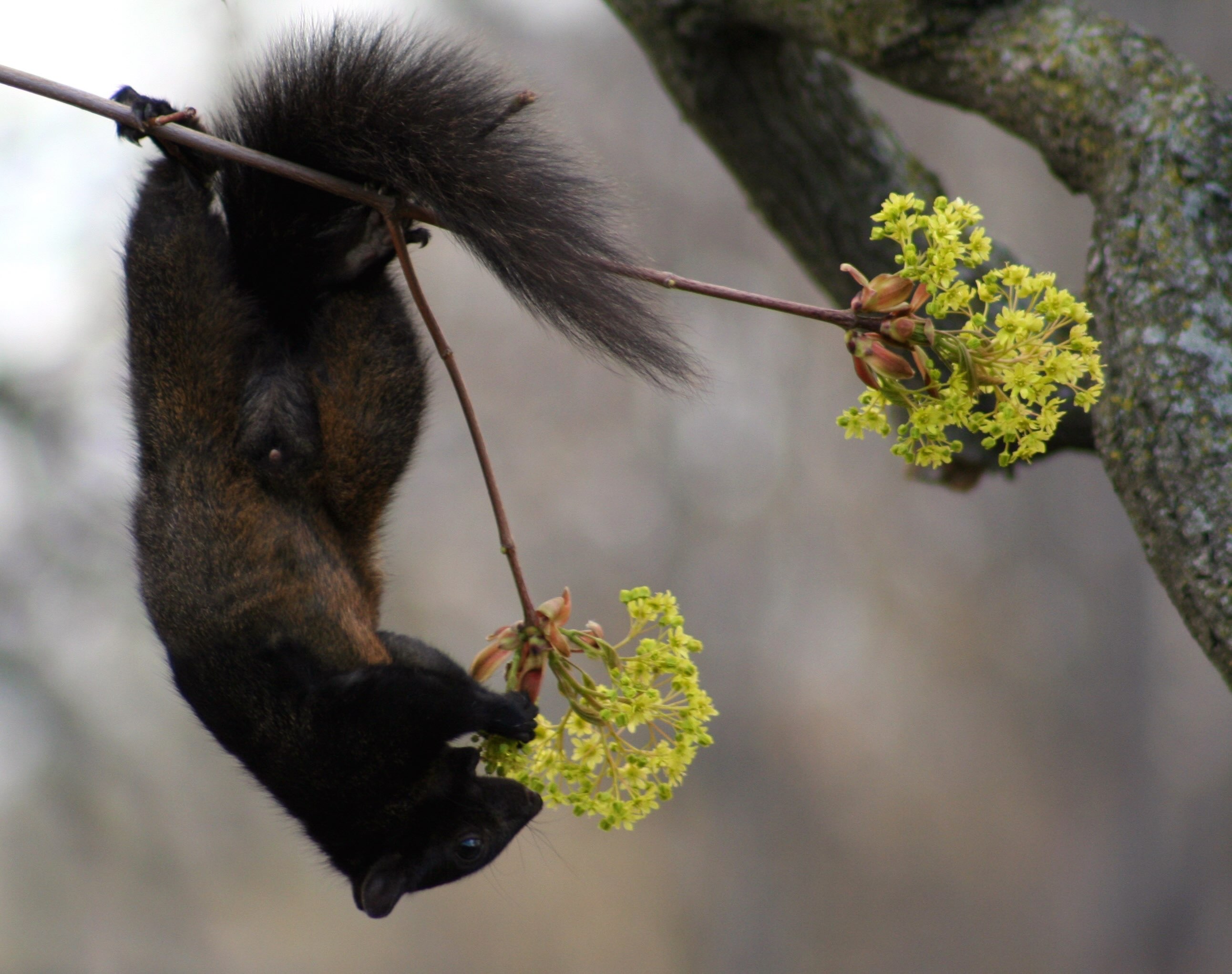 Spring squirrel photograph